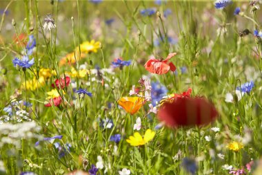 Wildflower meadow in the Summer sunshine with Cornflowers, Poppies, Cow Parsley, red flax flower and grasses.