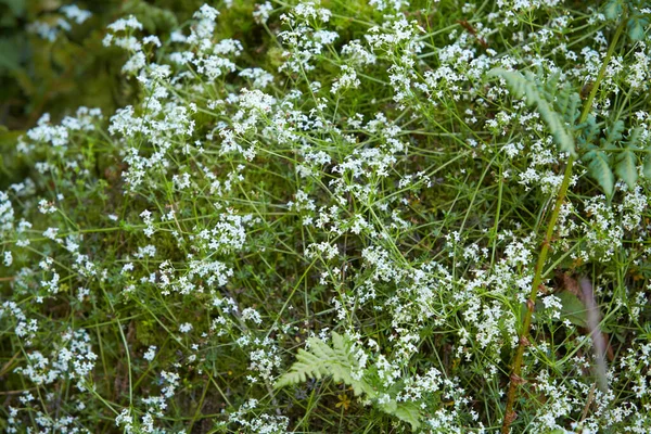 야생의 꽃들이 잔디에 Stitchwort Lesser Stellaria Gramineae 나무의 라미아 Stellaria — 스톡 사진