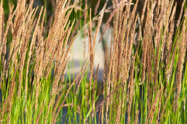 Ornamental Karl Foerster Feather Reed Grass Calamagrostis Acutiflora — Stock Photo, Image