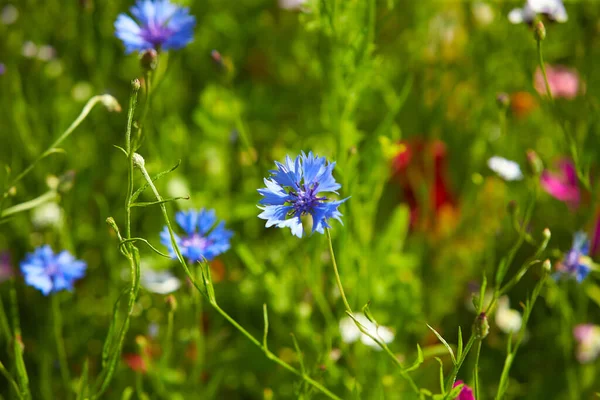 Blauwe Bloemen Korenbloemen Tuin Korenbloem Bloembed Zomer Blauwe Wilde Bloem — Stockfoto