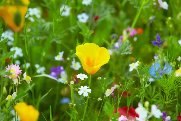 Wildbloemenweide Zomerzon Met Afrikaanse Madeliefjes — Stockfoto