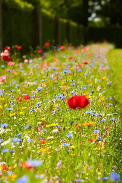 Wilde Bloemenweide Zomerzon Met Korenbloemen Papavers Koeienpeterselie Rode Vlasbloem Grassen — Stockfoto