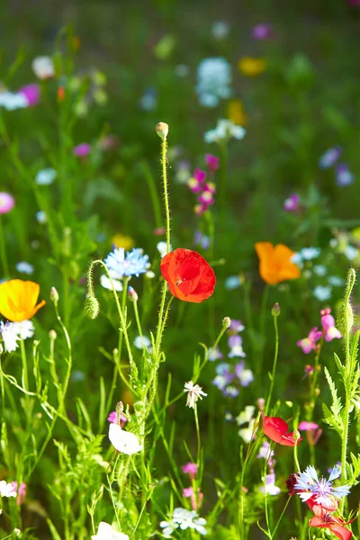 Shirley Papaver Bloei Zomer Tuin — Stockfoto