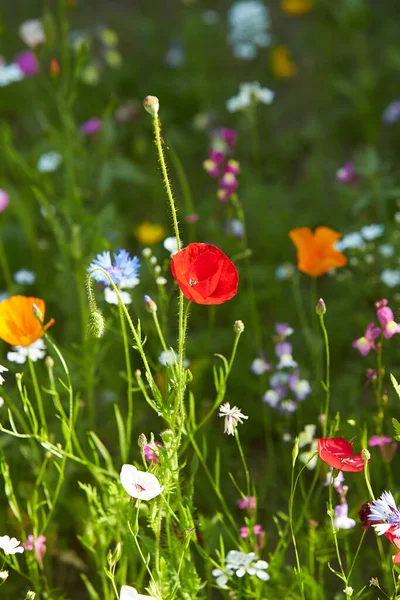 Shirley Papaver Bloei Zomer Tuin — Stockfoto