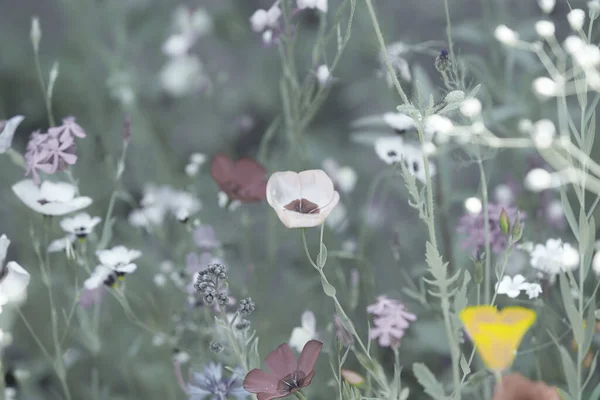 Wilde Bloemenweide Zomerzon Met Korenbloemen Papavers Koeienpeterselie Rode Vlasbloem Grassen — Stockfoto