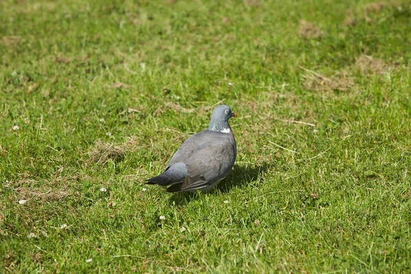 Wilde Tauben Eine Graue Taube Auf Grünem Gras Sommer Vogel — Stockfoto