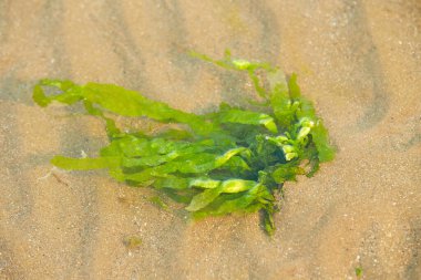 Yellow sand with bright green algae. Green algae from Irish Sea. Close Up background texture