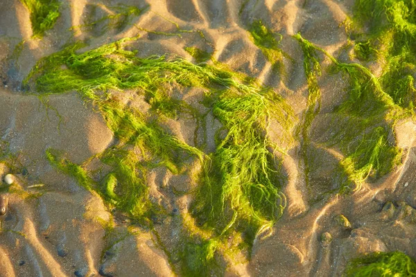 Yellow Sand Bright Green Algae Green Algae Irish Sea Close — Stock Photo, Image