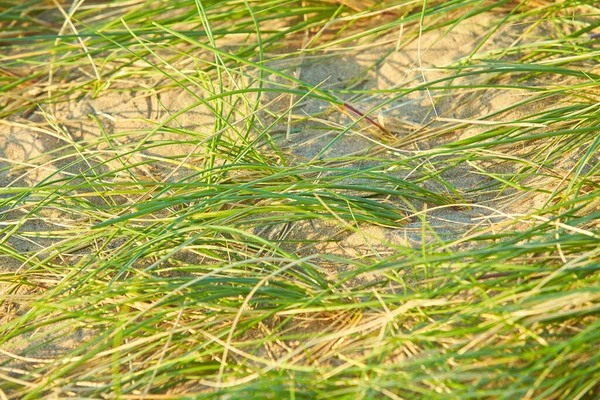 Sand Bright Green Grass Beach Close Background Texture —  Fotos de Stock