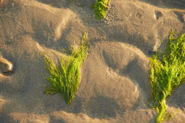 Yellow sand with bright green algae. Green algae from Irish Sea. Close Up background texture