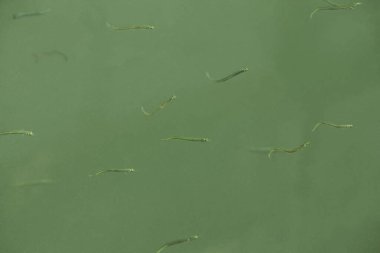 Deniz suyunda küçük kumsal balıkları.