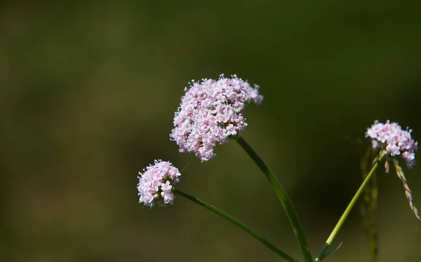 발레리 Valeriana Officinalis 향기가 분홍색이나 가지고 분홍빛 피우는 발레리안 Valeriana — 스톡 사진