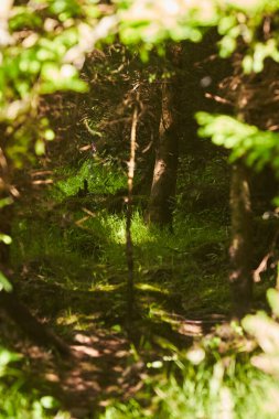 Gizemli Orman. Arkaplan için yeşil manzara.
