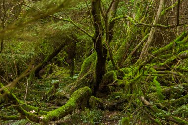 Yosunlu ağaçlar. Ağaç gövdesi yosunlu. Ağaç gövdesi yeşil yosun. Yosun dolu ağaç gövdesi yerde
