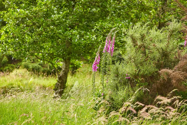 Floresta Mistérios Paisagem Verde Com Flores Coloridas Luva Raposa — Fotografia de Stock