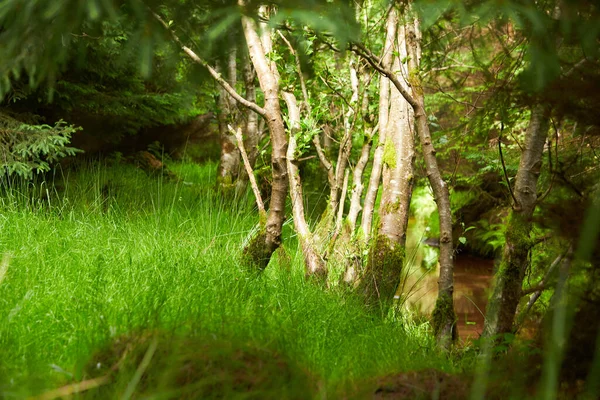Floresta Mistérios Paisagem Verde Para Fundo — Fotografia de Stock