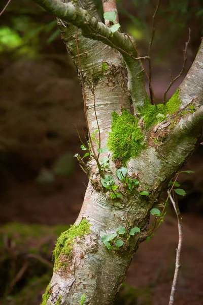 莫西林地 树干苔藓 树干绿色苔藓 地面上的苔藓树干 — 图库照片