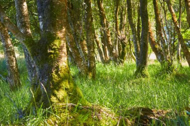 Gizemli Orman. Arkaplan için yeşil manzara.
