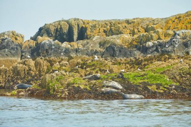 Kayalık sahilde komik tembel fok sürüsü..