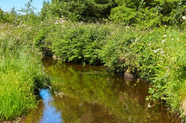 Yeşilliklerle donatılmış bir nehir manzarası. Gizemli Orman. Arkasında dağlar olan yeşil bir manzara..