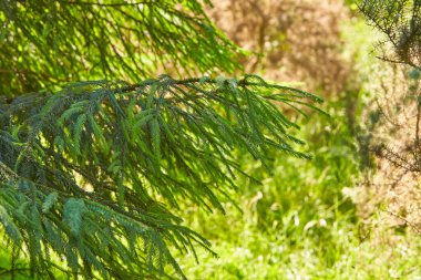 Arka planda köknar dallarının ayrıntıları bulanık. dal, makro