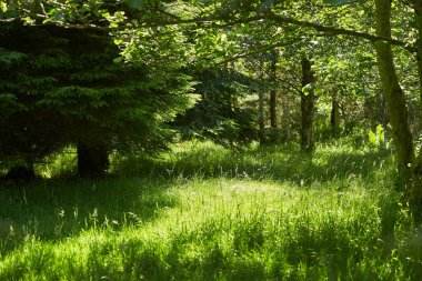 Gizemli Orman. Arkaplan için yeşil manzara.