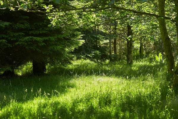 Bosque Misterios Paisaje Verde Para Fondo —  Fotos de Stock