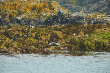 Kayalık sahilde komik tembel fok sürüsü..