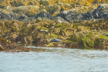Kayalık sahilde komik tembel fok sürüsü..