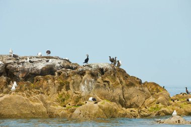 Karabatak kanatlarını kurutur. Kuşlar güneşte tüylerini kurutur. Deniz kıyısında. Dublin, İrlanda 'nın kayalık kıyılarında bir deniz kuşu sürüsü..