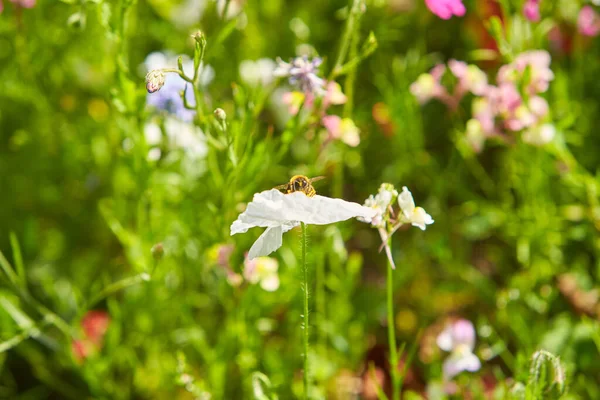 Shirley Papaver Bloei Met Bij Zomer Tuin — Stockfoto