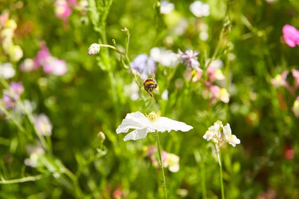 Shirley Papaver Bloei Met Bij Zomer Tuin — Stockfoto