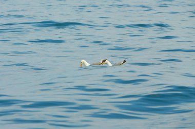 İrlanda denizinde yüzen bir çift martı..