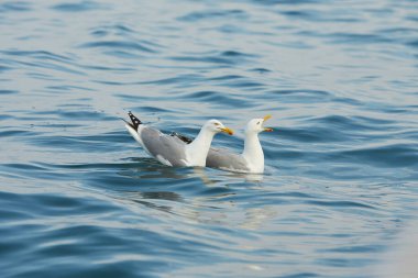 İrlanda denizinde yüzen bir çift martı..