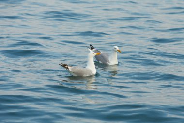 İrlanda denizinde yüzen bir çift martı..