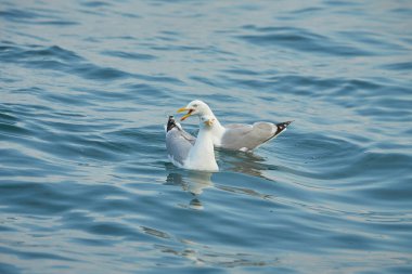 İrlanda denizinde yüzen bir çift martı..