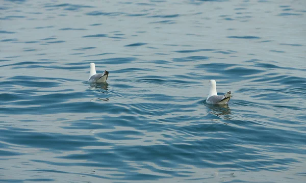 爱尔兰海的一对海鸥在水面上游动 — 图库照片