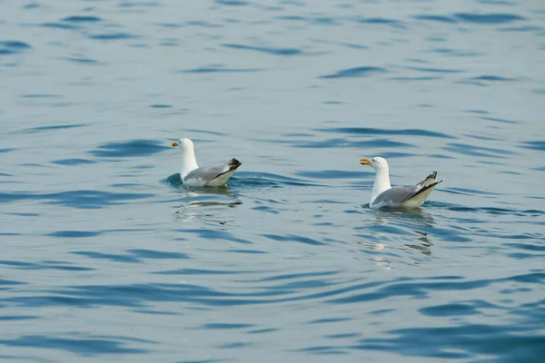 Par Gaviotas Nadando Agua Mar Irlanda — Foto de Stock