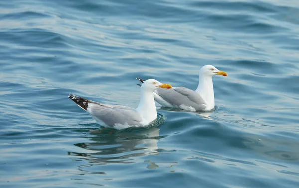 Par Gaviotas Nadando Agua Mar Irlanda — Foto de Stock