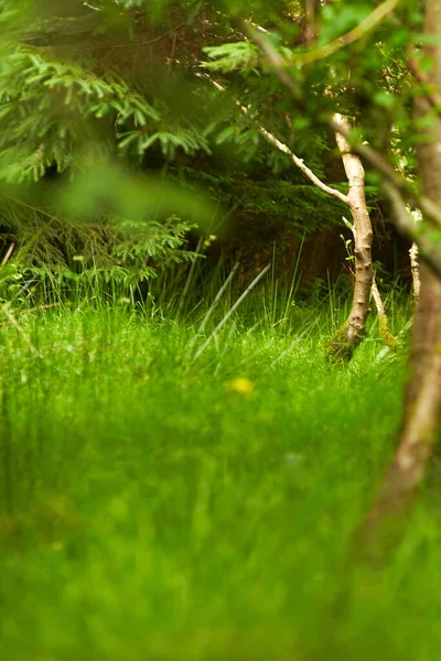 Floresta Mistérios Paisagem Verde Para Fundo — Fotografia de Stock
