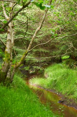 Yeşilliklerle donatılmış bir nehir manzarası. Gizemli Orman. Yeşil manzara