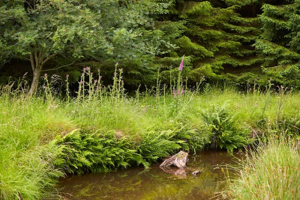 Paisagem Fluvial Idílica Com Vegetação Floresta Mistérios Paisagem Verde — Fotografia de Stock