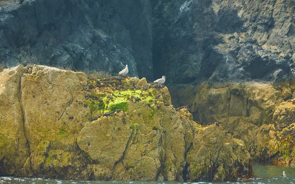 Isla Rocosa Cubierta Musgo Verde Aves Agua Mar Irlandés — Foto de Stock