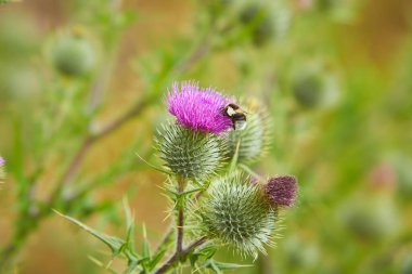 Boğa devedikeni (sirsiyum vulgare) dikenli devedikeni açık havada çiçek açıyor..