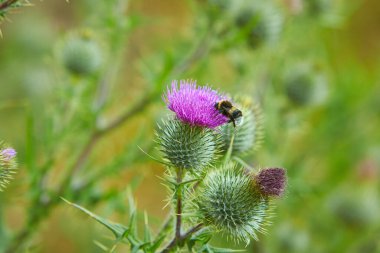 Boğa devedikeni (sirsiyum vulgare) dikenli devedikeni açık havada çiçek açıyor..