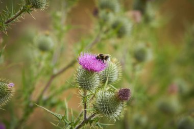Boğa devedikeni (sirsiyum vulgare) dikenli devedikeni açık havada çiçek açıyor..