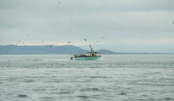 Barco Pesca Cercado Por Gaivotas Cabeça Preta Voltar Porto Pôr — Fotografia de Stock