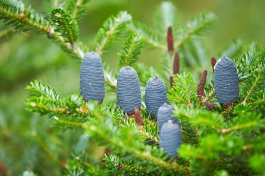 Kore köknarı, Abies Koreana 'nın lahanasında genç leylak kozalakları.