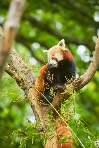 Piros Panda Szunyókál Egy Ágon — Stock Fotó