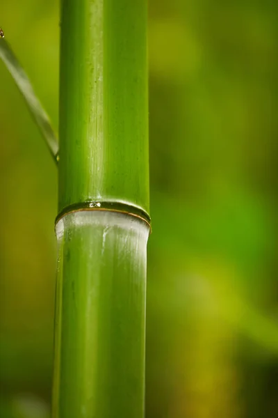 Arka Plan Için Yumuşak Bulanık Güzel Yeşil Renkli Genç Bambu — Stok fotoğraf